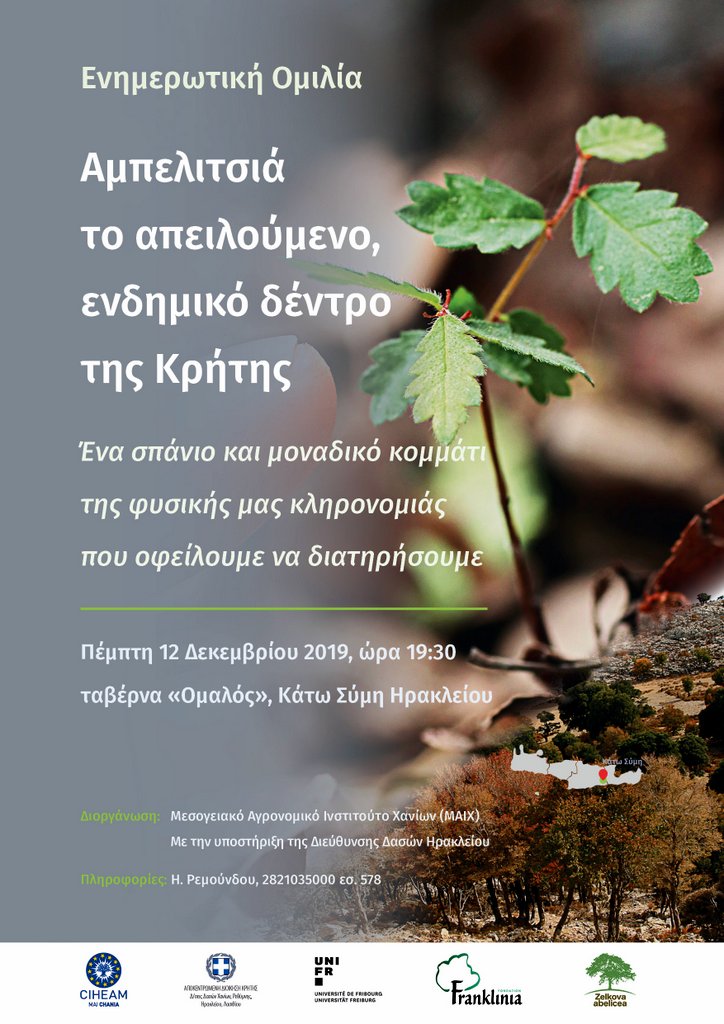 Αμπελιτσιά: το απειλούμενο, ενδημικό δένδρο της Κρήτης