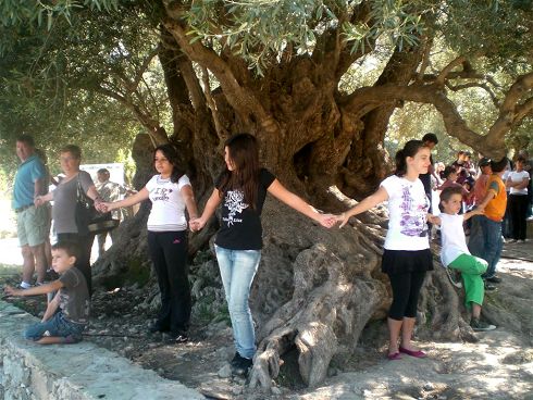από τη συνάντηση, τα παιδιά προστατεύουν την αρχαία ελιά στον Αζωργιά