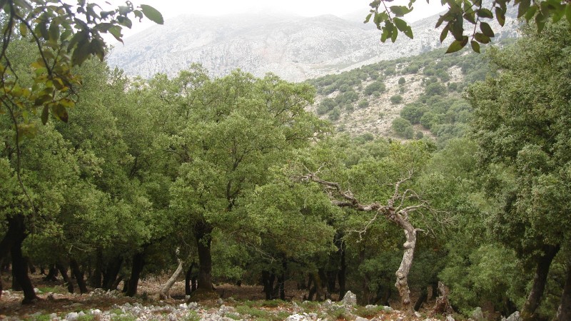 το Αζιλακόδασος στα όρια των δήμων Αγ. Νικολάου - Χερσονήσου