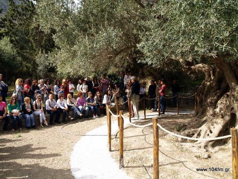 πρωινή ξενάγηση στην αρχαία ελιά στον Αζοριά