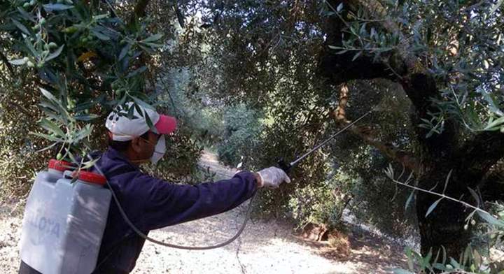 Κουκιαδάκης για τη δακοκτονία, επιστολή στον ΥΠΑΑΤ