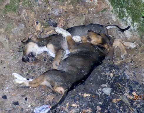 dead_dogs2