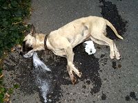 dog_poisoned