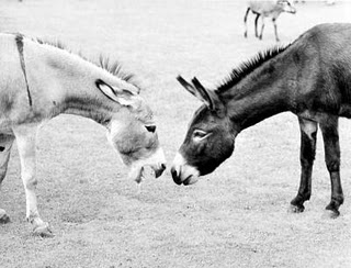 donkeys