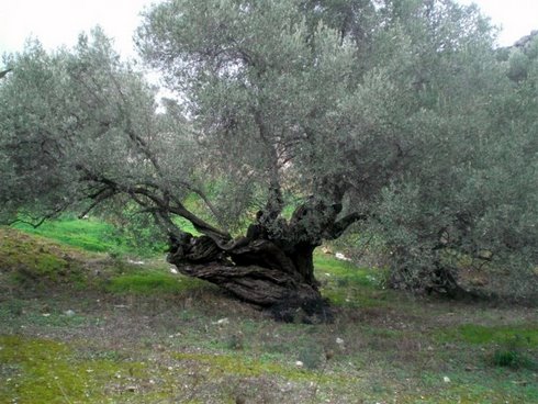 μια αρχαία ελιά