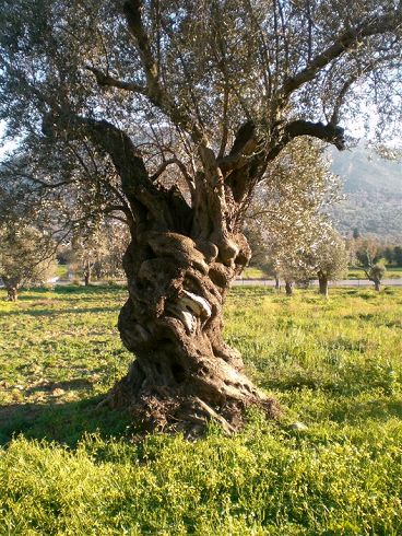 Μια από τις ιστορικές ελιές, στο Αμάρι