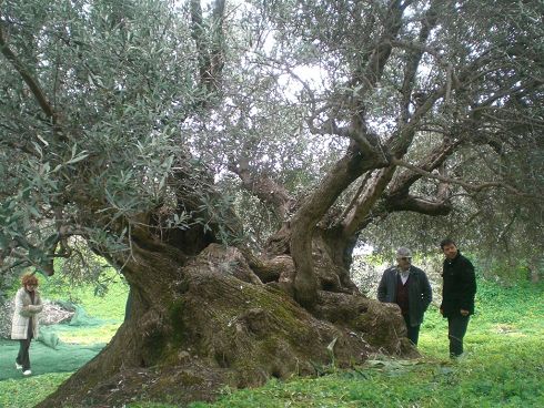 Ο καθηγητής Δενδροκομίας του ΤΕΙ Κρήτης Σπ. Λιονάκης και εκπρόσωποι πολιτιστικών συλλόγων από το Μορώνι Ηρακλείου και το Αμάρι Ρεθύμνης σε ιστορική ελιά των Λιθινών.