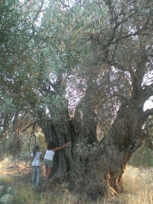Ελιά πλώρας