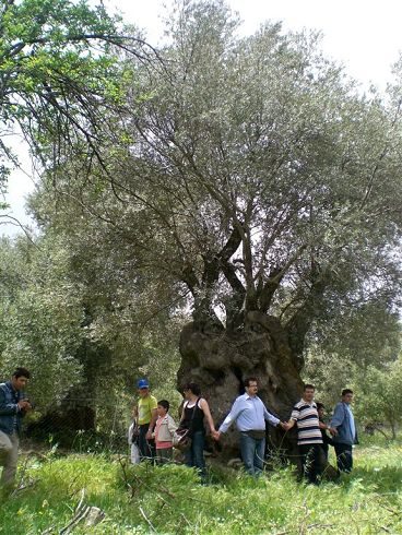 ελιά και άνθρωποι σε κοινή πορεία αλληλοπροστασίας