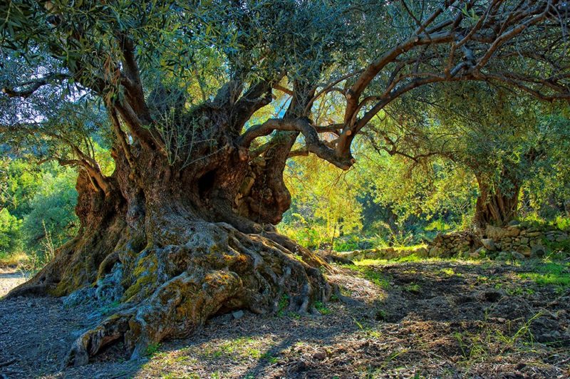 τροφό, δασκάλα, μούσα. Έτσι είδα και τις ελιές του, τροφούς, δασκάλες, μούσες.