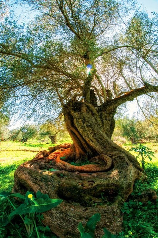 τροφό, δασκάλα, μούσα. Έτσι είδα και τις ελιές του, τροφούς, δασκάλες, μούσες.