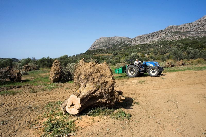 τροφό, δασκάλα, μούσα. Έτσι είδα και τις ελιές του, τροφούς, δασκάλες, μούσες.