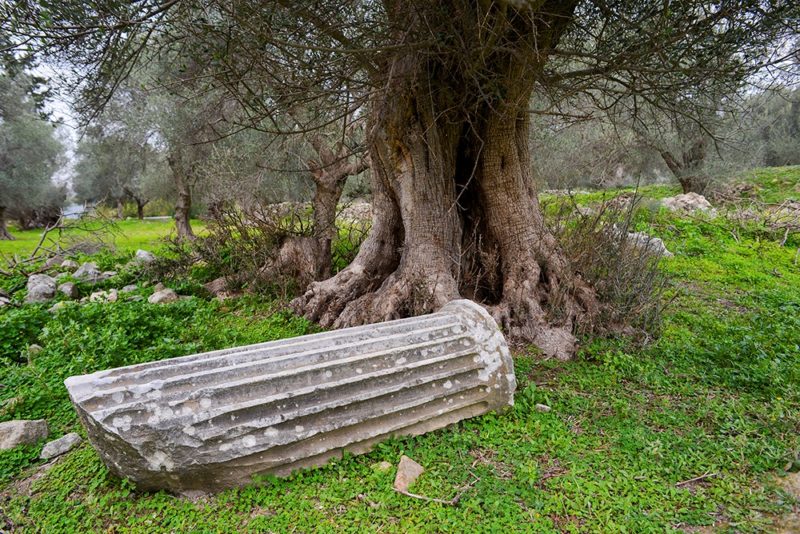 τροφό, δασκάλα, μούσα. Έτσι είδα και τις ελιές του, τροφούς, δασκάλες, μούσες.