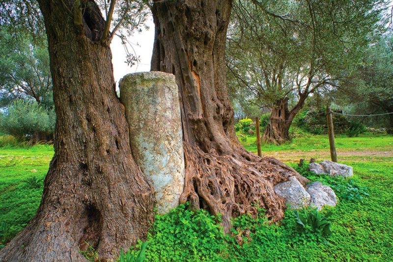 τροφό, δασκάλα, μούσα. Έτσι είδα και τις ελιές του, τροφούς, δασκάλες, μούσες.