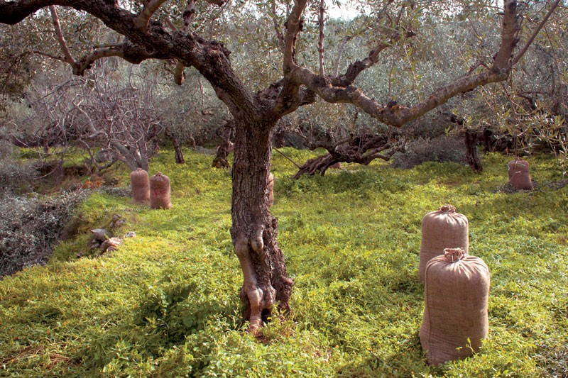 βουλευτές ζητούν καταγραφή ζημιών στην ελαιοπαραγωγή