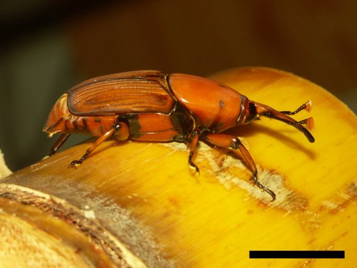 Rhynchophorus ferrugineus