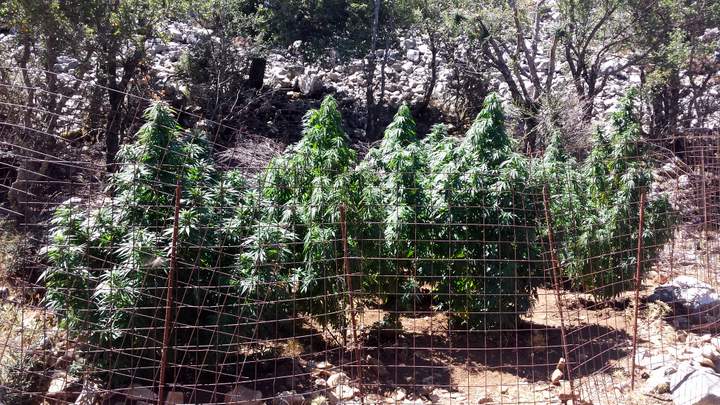 Σύλληψη για καλλιέργεια δενδρυλλίων κάνναβης