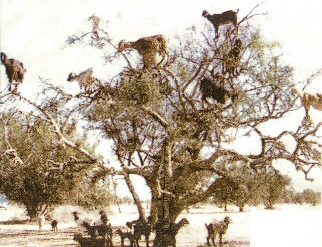 Πρόστιμα για αγροτικές ζημιές: η κοροϊδία συνεχίζεται
