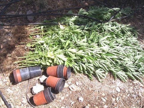 μέρος της χασισοφυτείας στη κάτω Ζάκρο