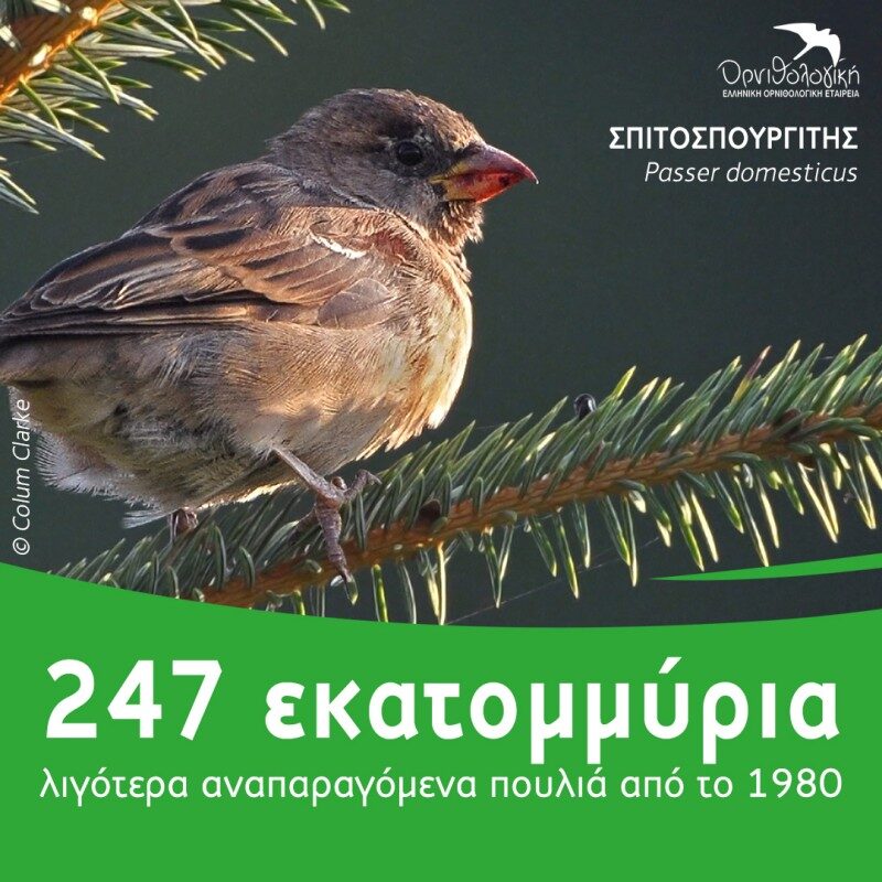 600 εκατομμύρια πουλιά έχουν χαθεί στην ΕΕ από το 1980