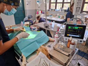 Δωρεάν κτηνιατρικές υπηρεσίες για 124 ζώα και ουσιαστική στήριξη στους ιδιοκτήτες τους μέσω της δράσης του Δήμου Αγίου Νικολάου