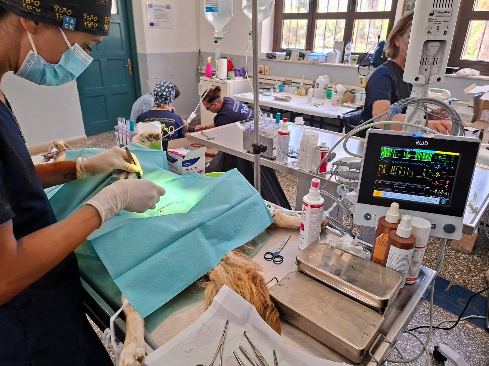 Δωρεάν κτηνιατρικές υπηρεσίες για 124 ζώα και ουσιαστική στήριξη στους ιδιοκτήτες τους μέσω της δράσης του Δήμου Αγίου Νικολάου