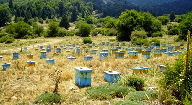 Υπό απειλή ο μελισσοκομικός κλάδος στην Κρήτη και στην υπόλοιπη χώρ