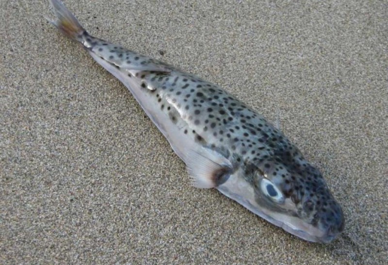 pufferfish Lagocephalus sceleratus