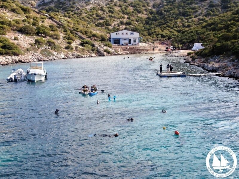 αναδάσωση των θαλάσσιων λιβαδιών Ποσειδωνίας