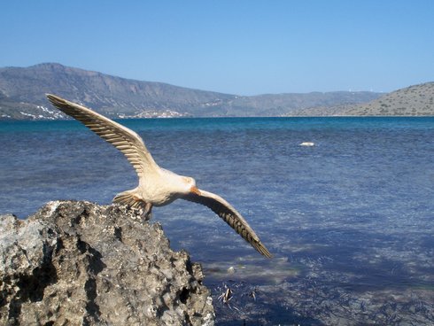 Νίκος Μάνεση, γλάρος