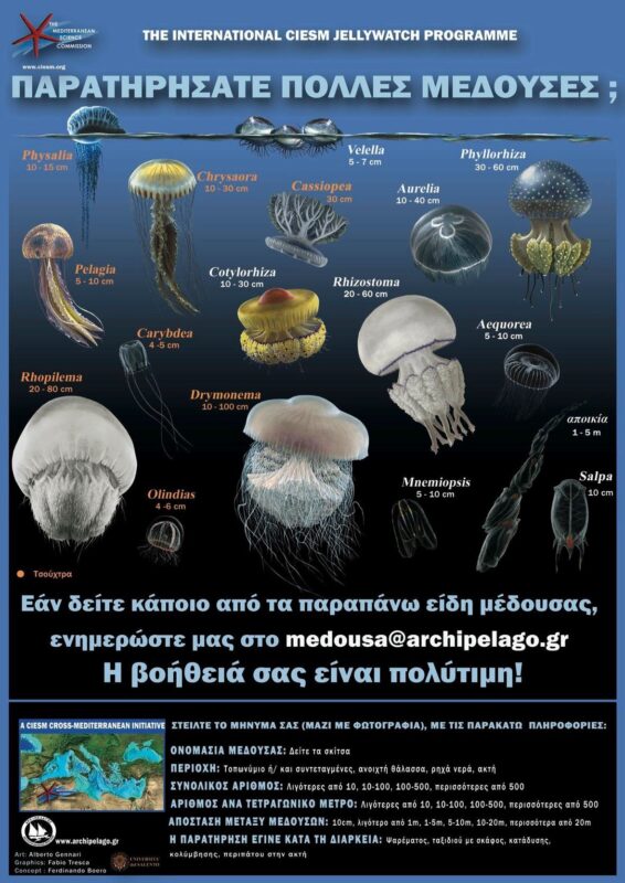 Πληθυσμιακές εξάρσεις μεδουσών, βοηθήστε στην καταγραφή τους