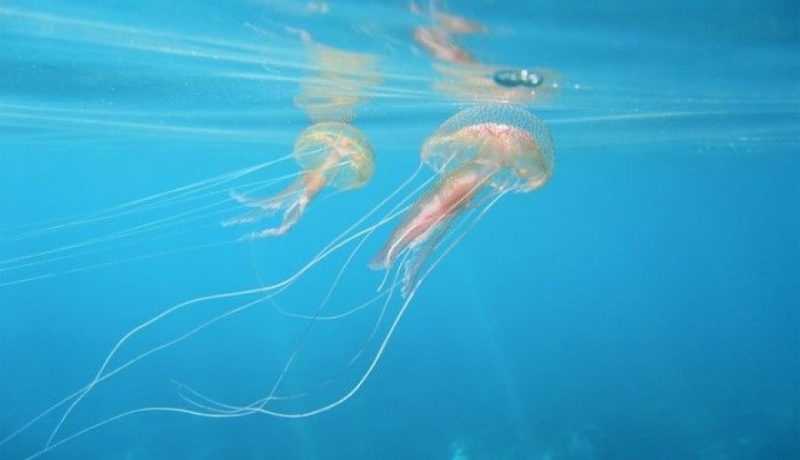 Χωρίς λύση το πρόβλημα των μεδουσών σε Κορινθιακό και Πατραϊκό