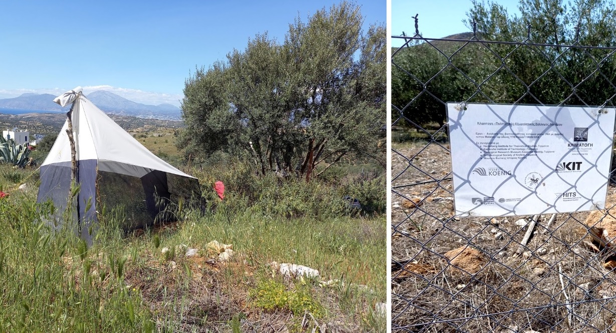 Έργο παρακολούθησης Βιοποικιλότητας Εντόμων Δυτική Μεσσαρά