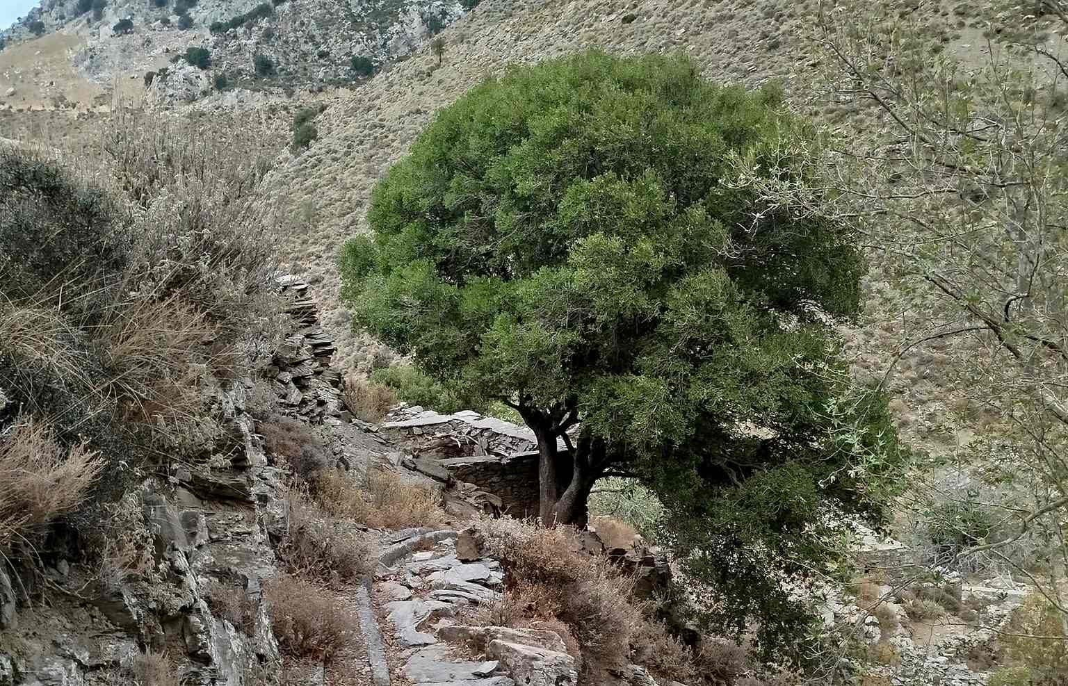 Απογευματινή πεζοπορία στο φαράγγι του Μέσωνα στο Καβούσι