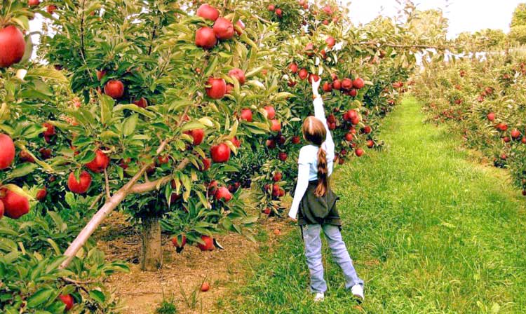 Συγκεντρωτικές Καταστάσεις των αγροτών του ειδικού καθεστώτος