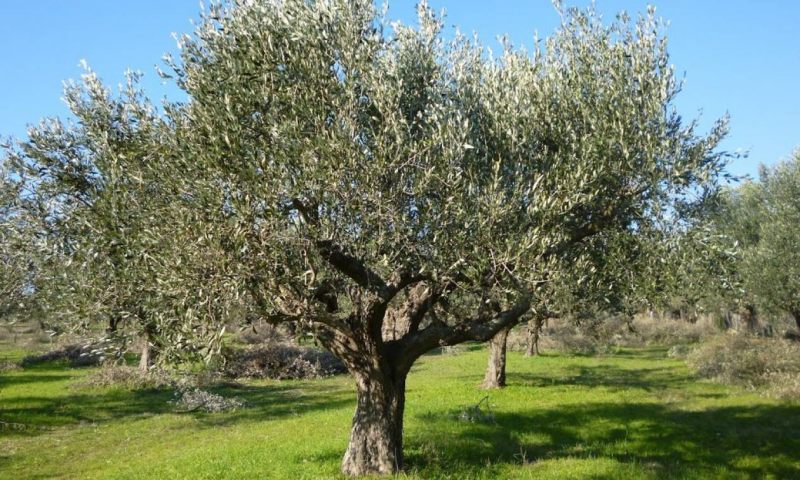 Στη Βουλή οι καταστροφές από τον καύσωνα στα αμπέλια, στην ελαιοκαλλιέργεια, στα κηπευτικά και σε άλλες καλλιέργειες