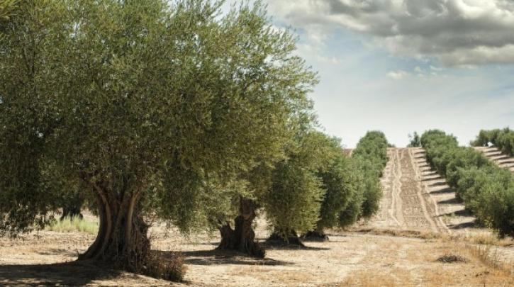 Αγρότες Σητείας για άρνηση θέσης Δημοτικής Αρχής