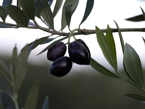 olives01