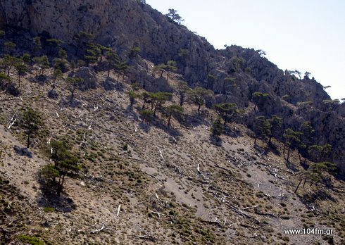 κάποια δέντρα είναι όρθρια, κάποια κείτονται, πεσόντες, της ανάπτυξης. Δάσος στο Ορεινό