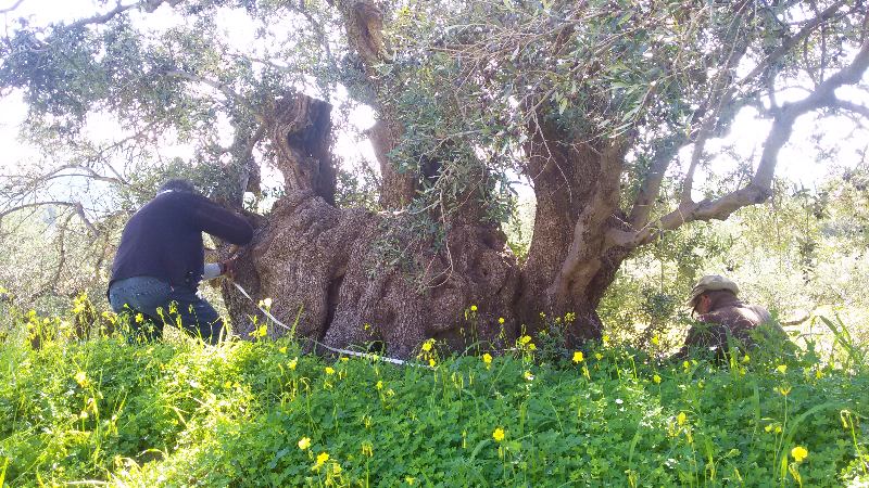 Συνεργασία δυο συνεταιρισμών για την καταγραφή υπεραιωνόβιων ελιών