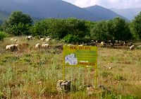 Προβατάκια και Real Estate