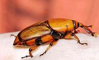 Rhynchophorus ferrugineus, Ρυγχοφόρος των φοινικοειδών