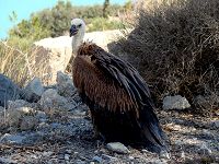 Μια σκάρα