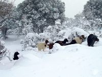 Χιονισμένο τοπίο και πρόβατα