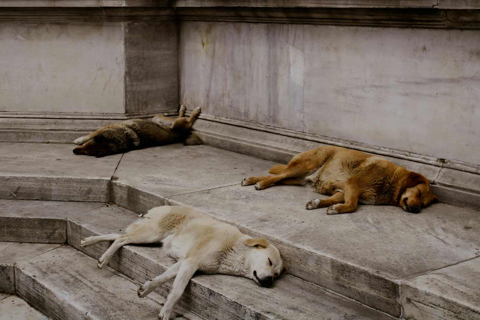 Εγκατάλειψη κατοικίδιων ζώων από τους ιδιοκτήτες τους στον Άγιο Νικόλαο