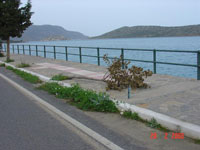Το πεσμένο δέντρο 28/02/2005