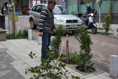 tree_down