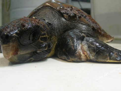 turtle1