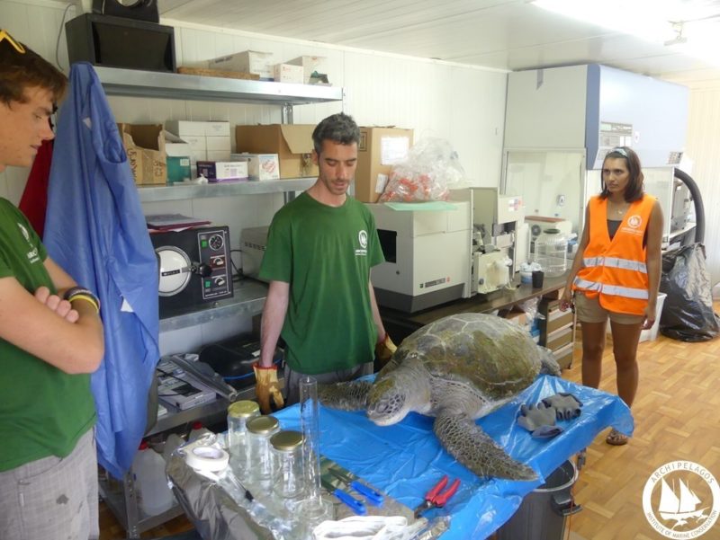 Έξαρση Θανάτων Θαλάσσιων Χελωνών στο Αιγαίο