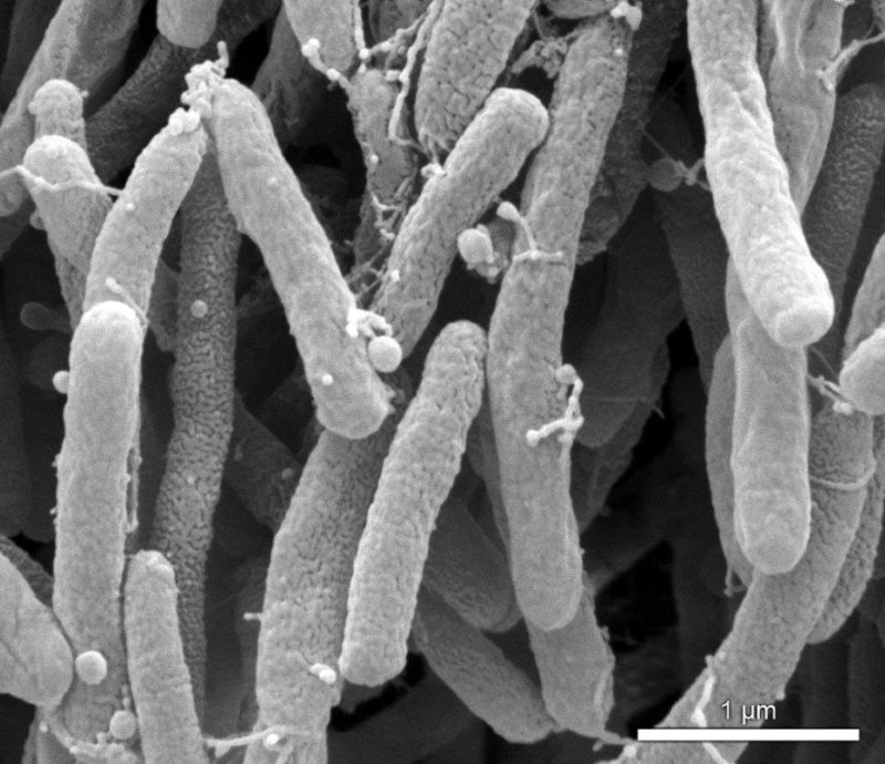 Xylella fastidiosa, εκπαιδευτική εσπερίδα στον Άγιο Νικόλαο